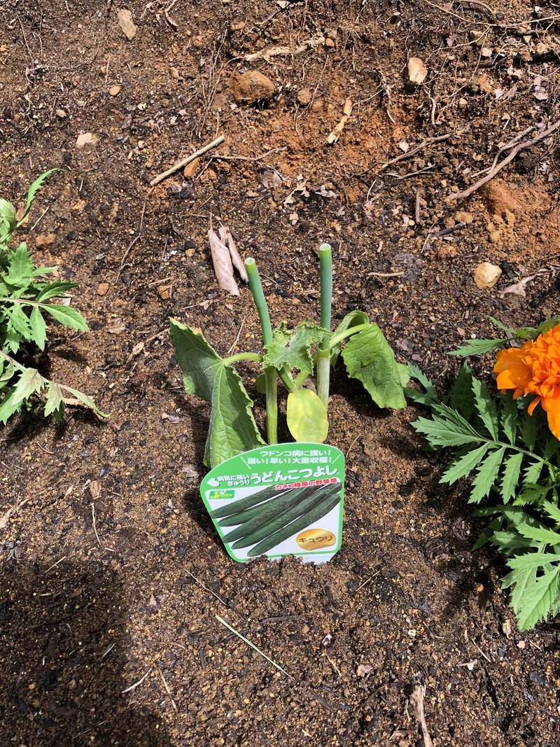 初めての野菜づくり きゅうりの苗を植え替える ぱんつちゃん Note