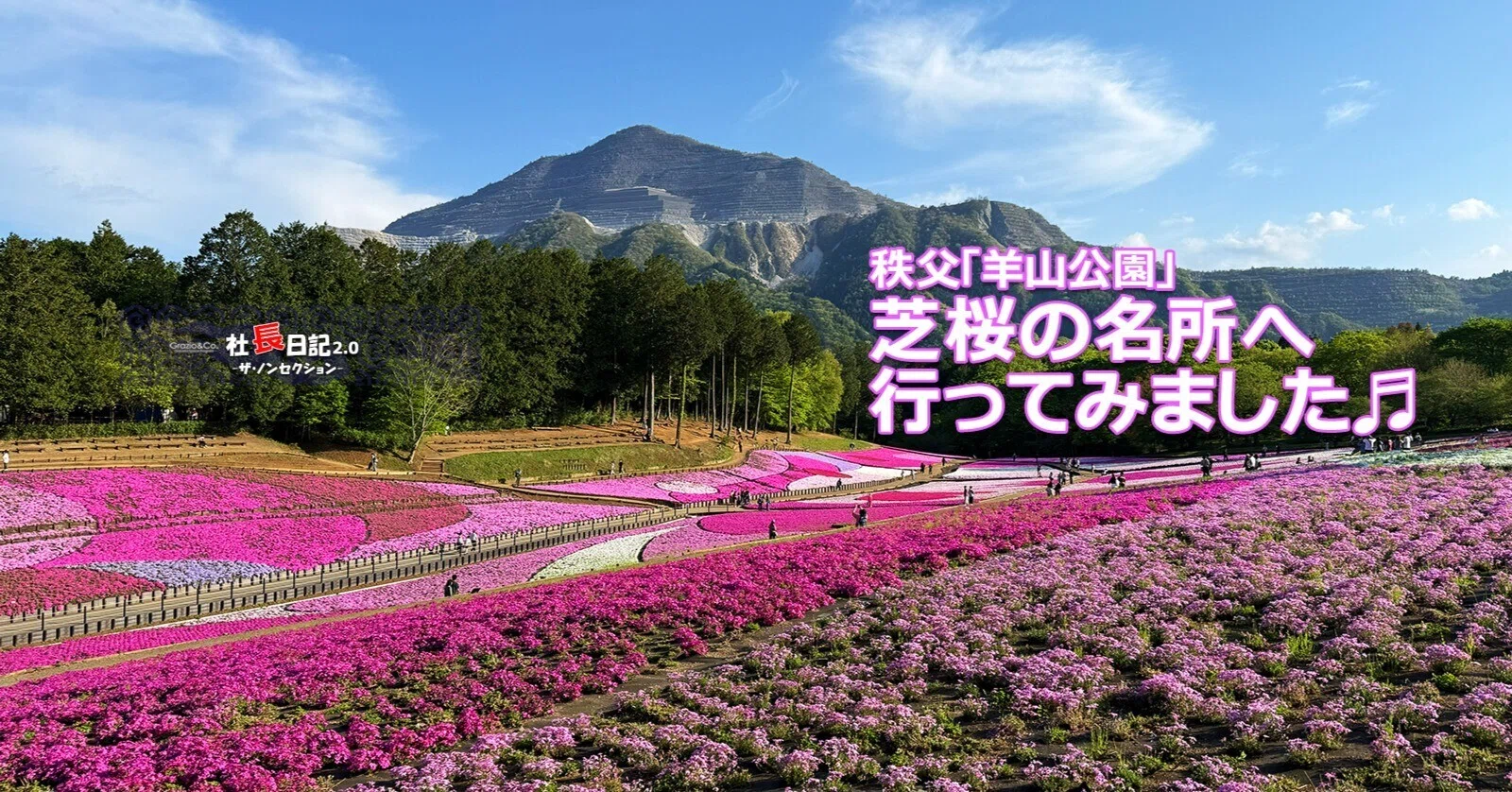 2026年は「芝桜」にしました♡｜Grazio&Co.社長日記2.0