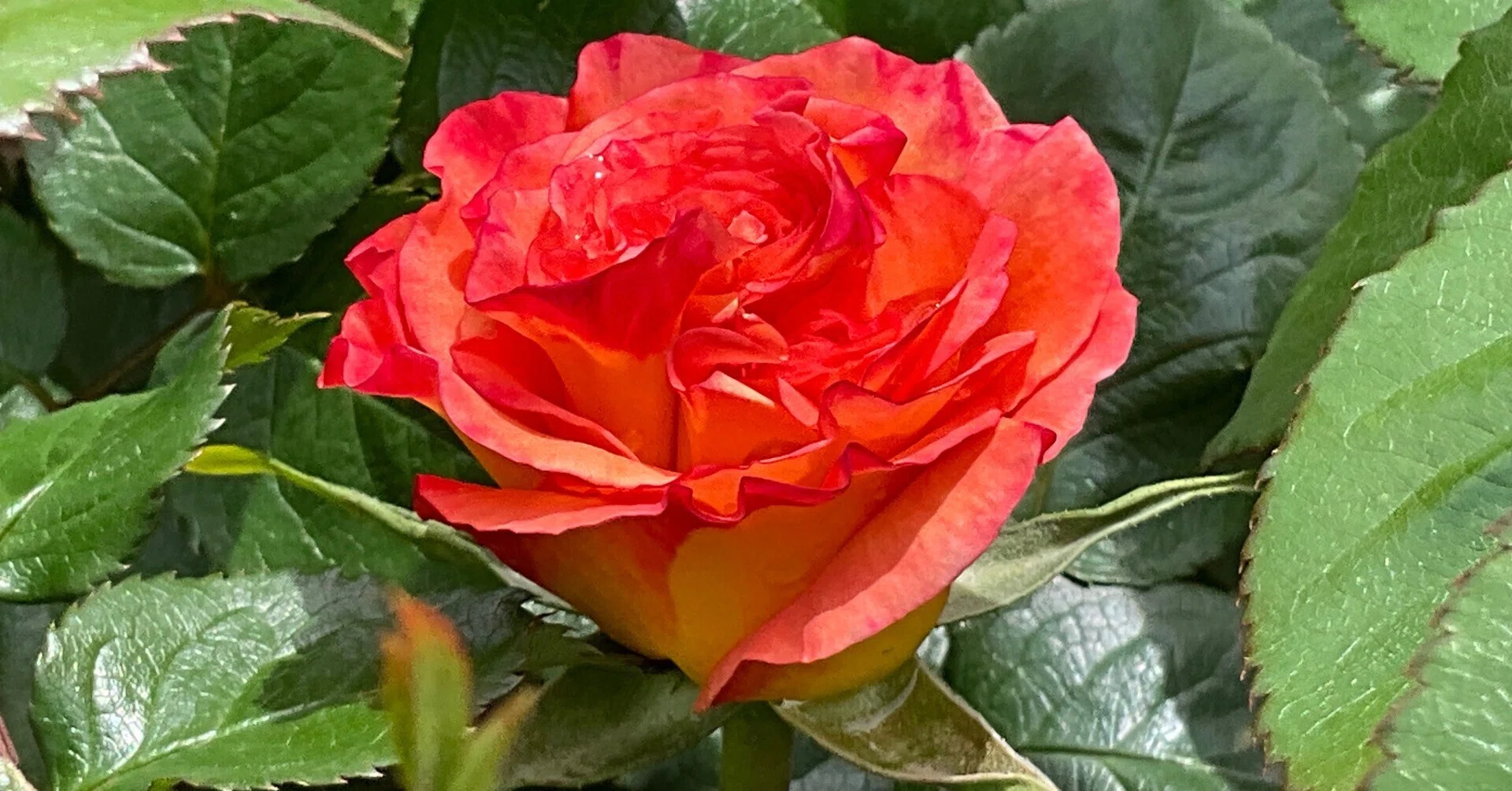 モナ・リザの春一番花（京都府立植物園）：2026年4月21日（火）｜藤井