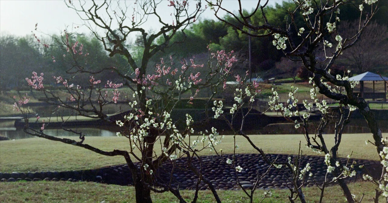 フィルムカメラ｜Nikon F3 50mm一本勝負｜菜の花とか梅の咲く頃が好き