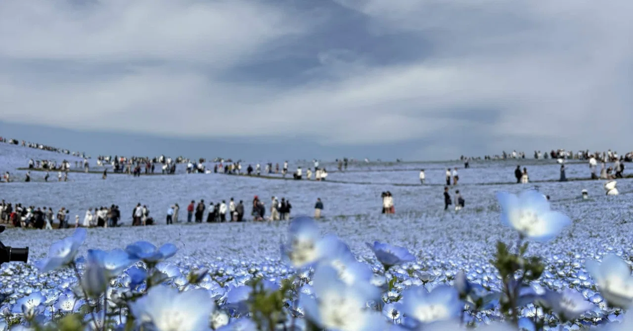 一面の青だった。でも人多すぎた ｜ひたち海浜公園のネモフィラ