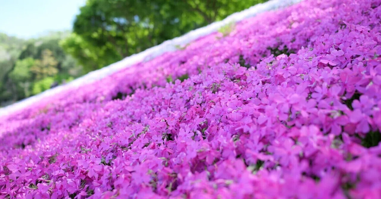 芝桜を見に行ってきた｜rurokame_z502