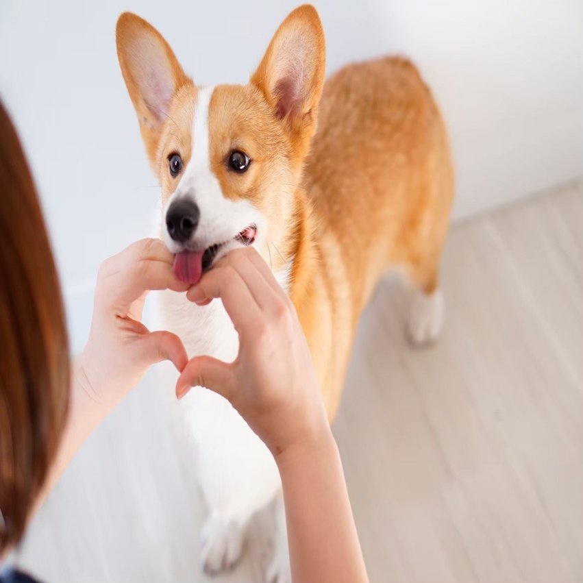 愛犬おこげの 愛すべき欠点 小野 郷 犬と働くデザイナー Note