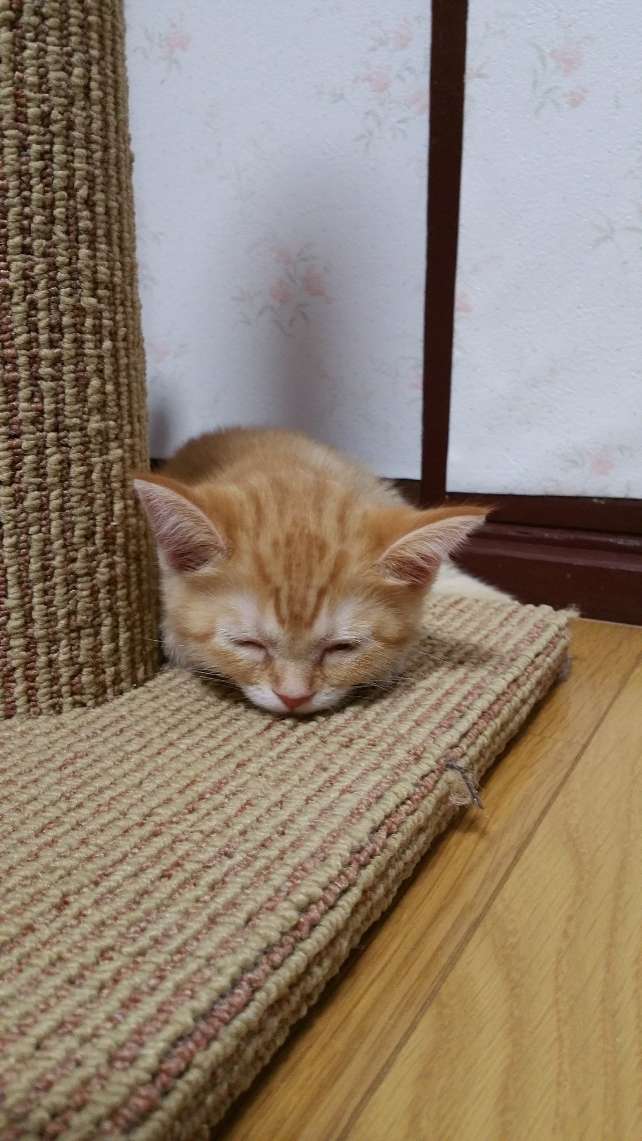 船外 エンティティ 申し込む 子猫 よく 寝る Fans Ent Jp 船外 エンティティ 申し込む 子猫 よく 寝る Fans Ent Jp