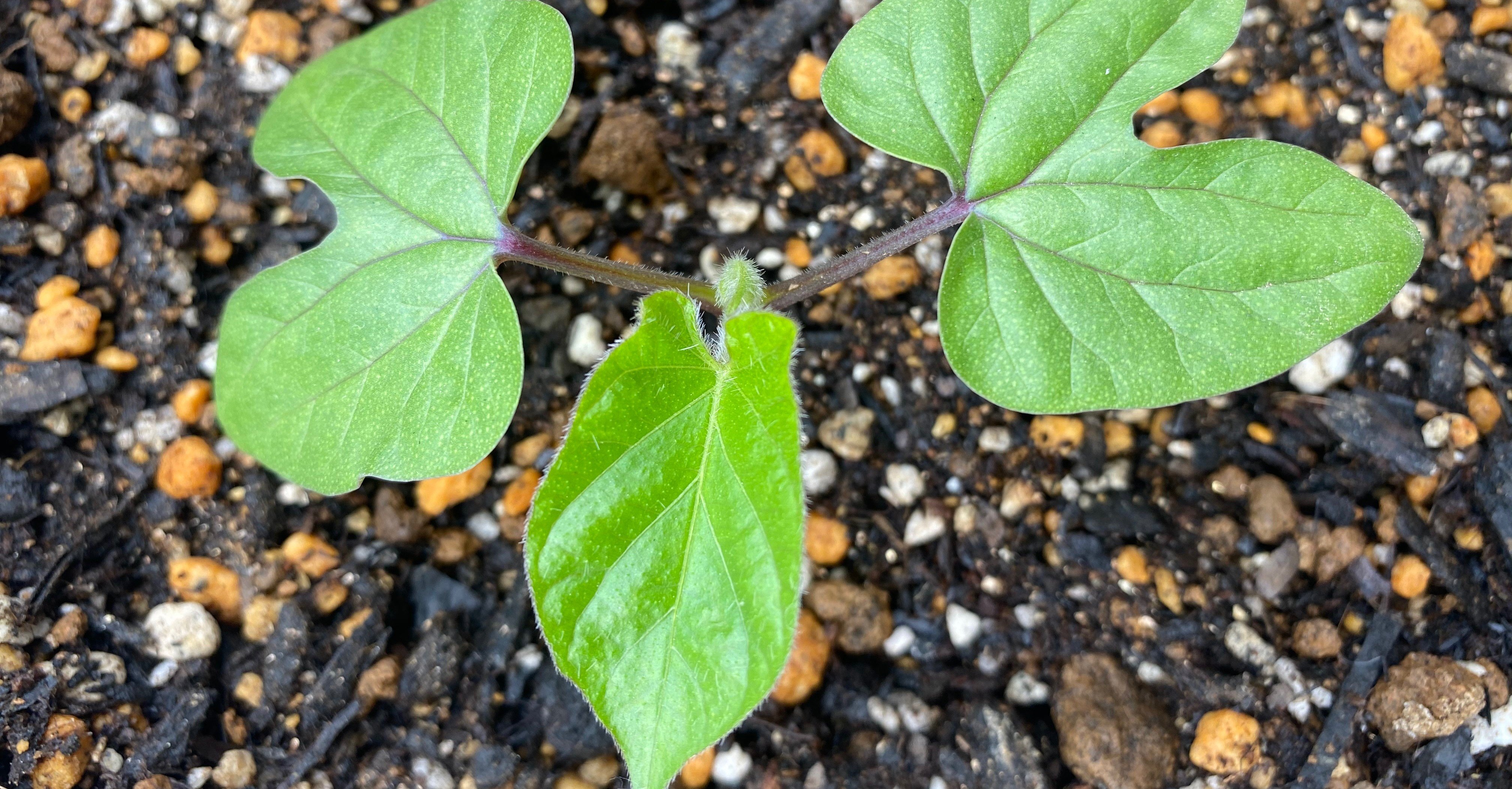 朝顔と秋桜 十七日目 雲丹 Note