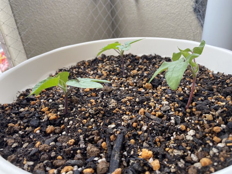 朝顔と秋桜 十七日目 雲丹 Note