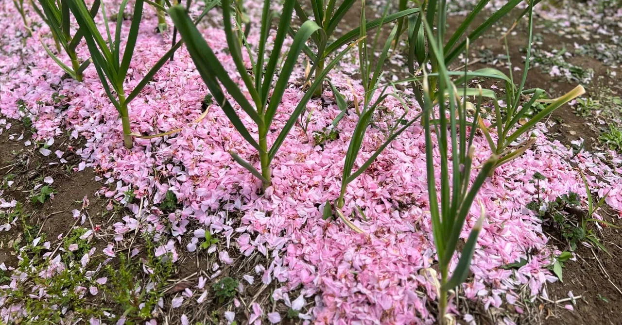 ことしも櫻の花びらを敷いて。（500字）｜KODO