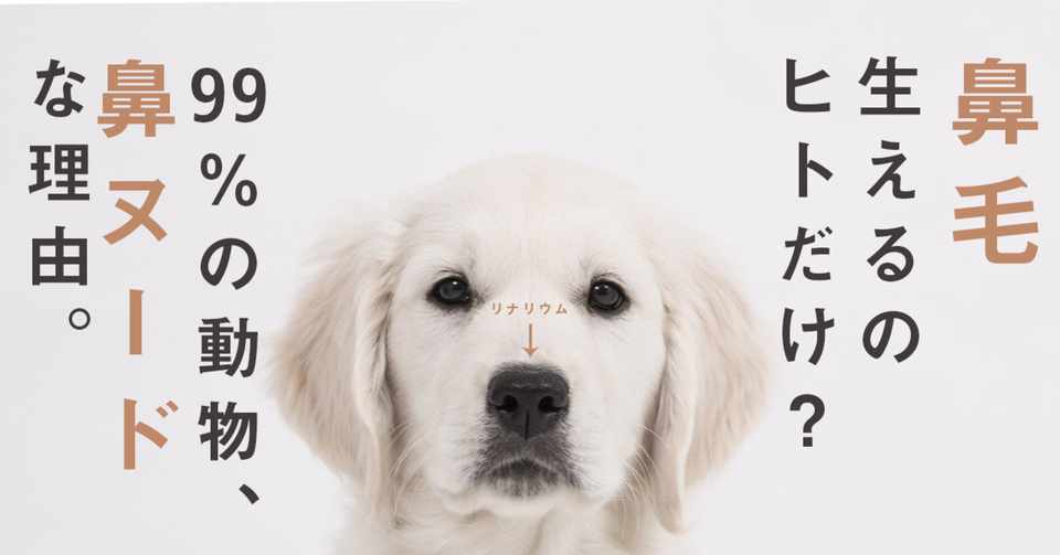 鼻毛が生えるのは人間だけ 99 の動物 鼻ヌードな理由 リナリウムの謎 はがくん 検索していくぅ薬剤師 Note