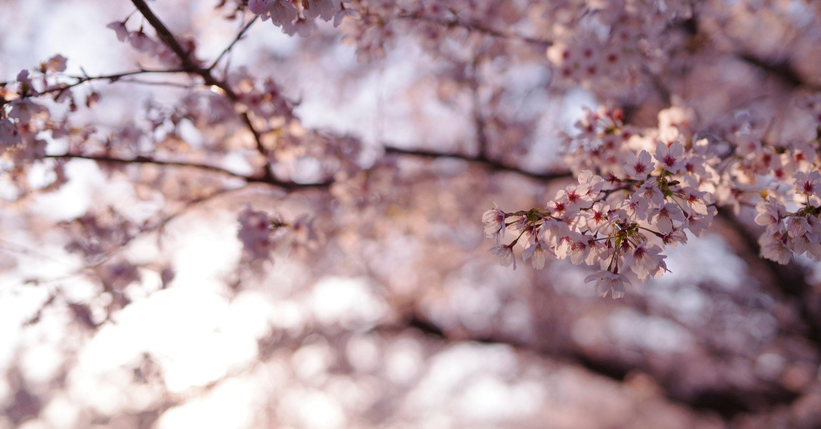 ピンクのジャケ写でいいと思う。-Vaundy『strobo』｜山口真央