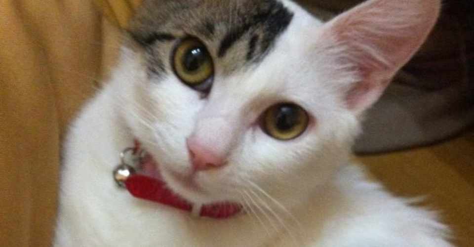 猫とわたしは同年代 製造業のweb担当 小野 晴世 Note