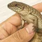 マキ爬虫類飼育部屋
