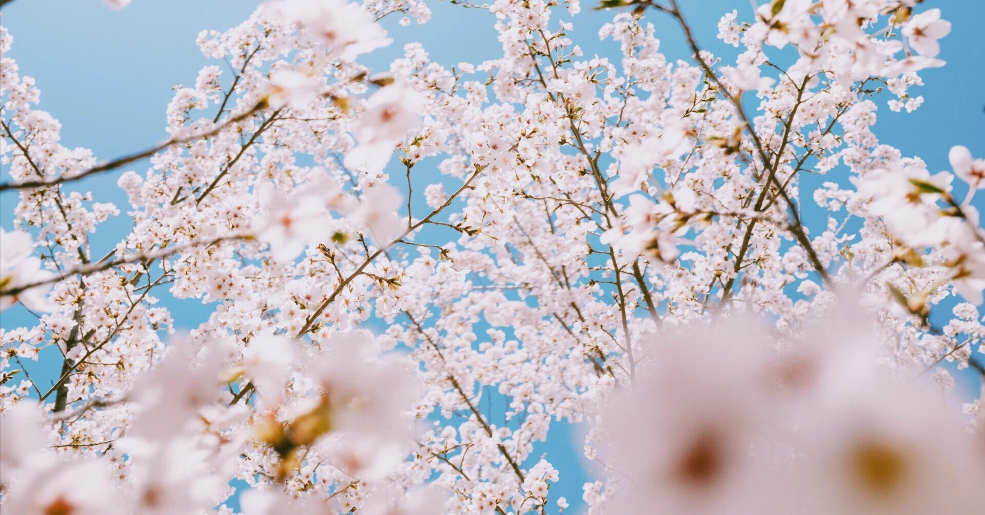 桜」 SAKURA ／ 私の写真｜くらそん（田中海月）