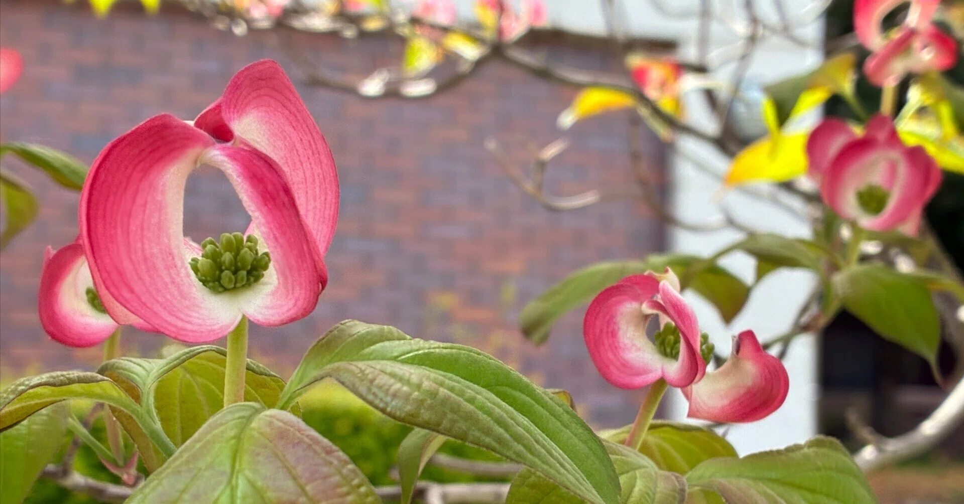 ハナミズキ」4枚の葉が開き美しい姿に The four leaves unfurl 