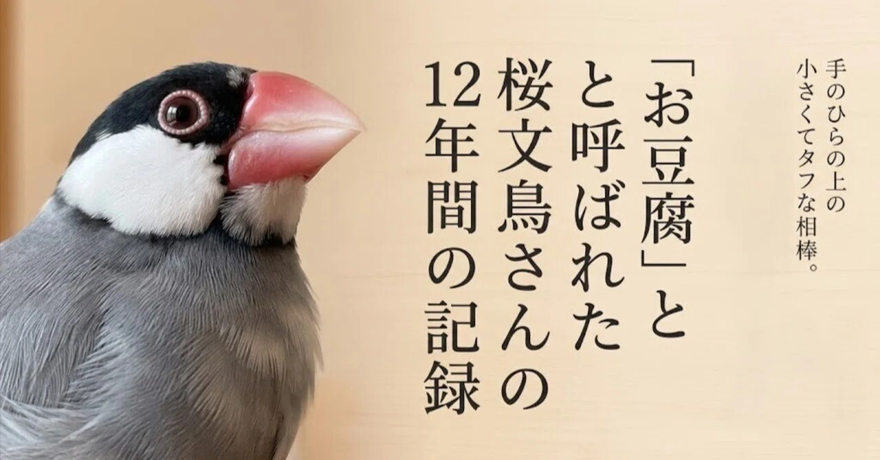【コメント閲覧用】桜文鳥 お豆腐」と呼ばれた桜文鳥さんの12年間の想い出｜たっきー工房