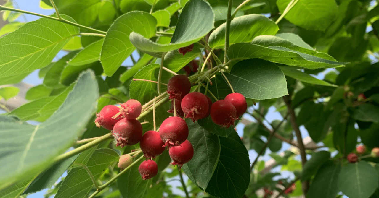 優曇華 うどんげ の花が咲く パパママのためのカブクワ講座 カブクワは全てを教えてくれる note
