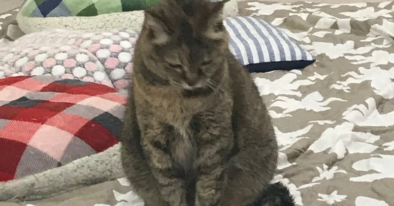 猫拗ねる 保護ねこカフェおむすび Note