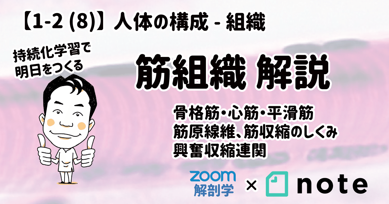 1 2 8 筋組織 解説 マガジン記事 黒澤一弘 Note