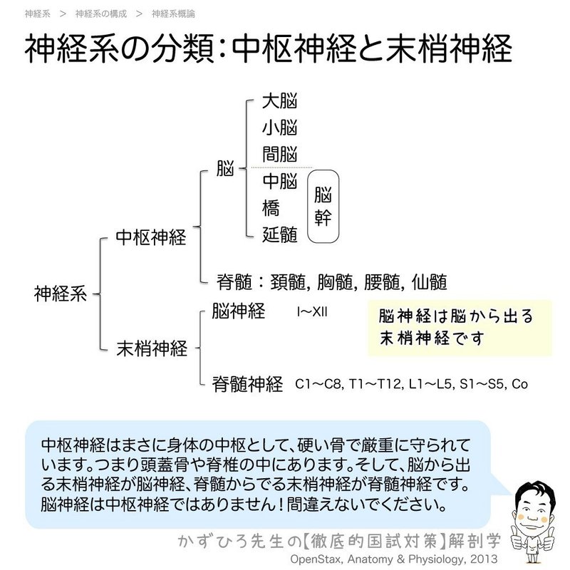 1 2 9 神経組織 解説 マガジン記事 黒澤一弘 Note 1 2 9 神経組織 解説 マガジン記事 黒澤一弘 Note
