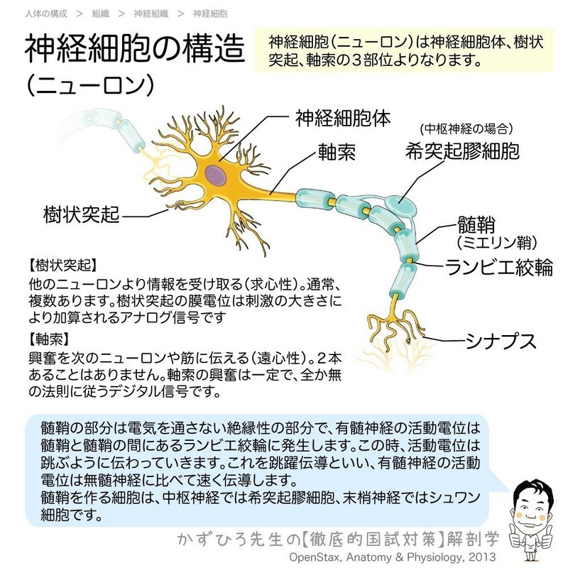1 2 9 神経組織 解説 マガジン記事 黒澤一弘 Note 1 2 9 神経組織 解説 マガジン記事 黒澤一弘 Note