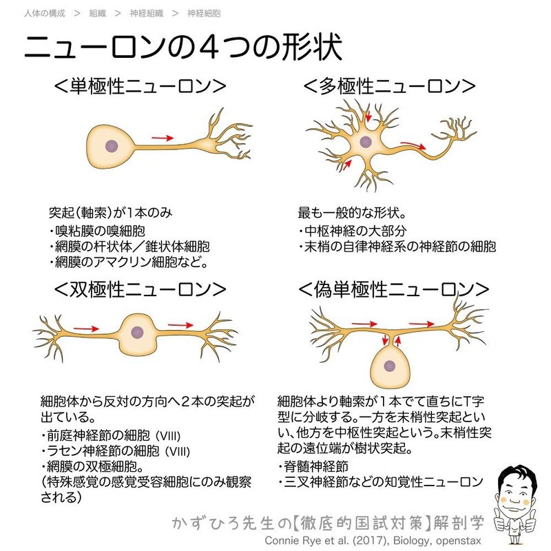 1 2 9 神経組織 解説 マガジン記事 黒澤一弘 Note