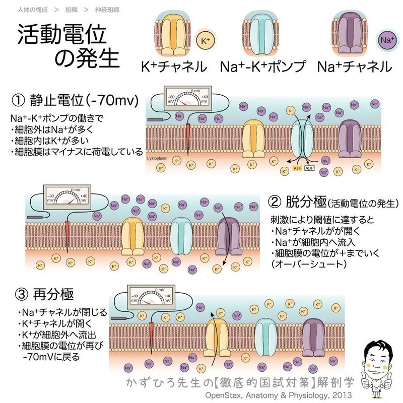 1 2 9 神経組織 解説 マガジン記事 黒澤一弘 Note 1 2 9 神経組織 解説 マガジン記事 黒澤一弘 Note