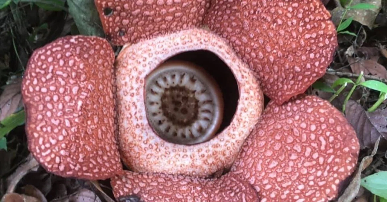 ボルネオ島】幻の花・ラフレシアをもとめて｜旅のときめき｜さざなみ