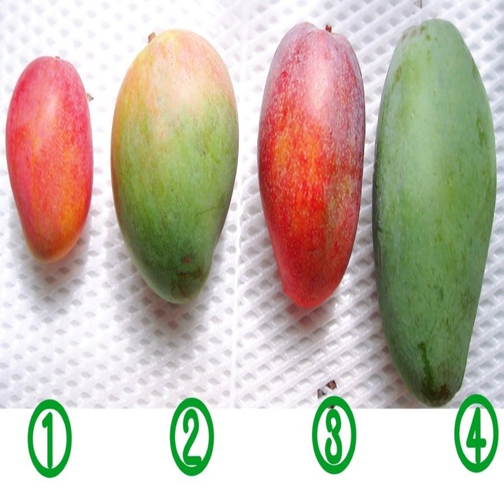 国産マンゴー 何種類食べたことある 玉城久美子 食 暮らし 沖縄 Note