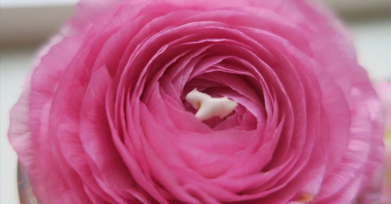 What Teeth Reveal: National Values and Social Differences｜Maiko Thomas ...