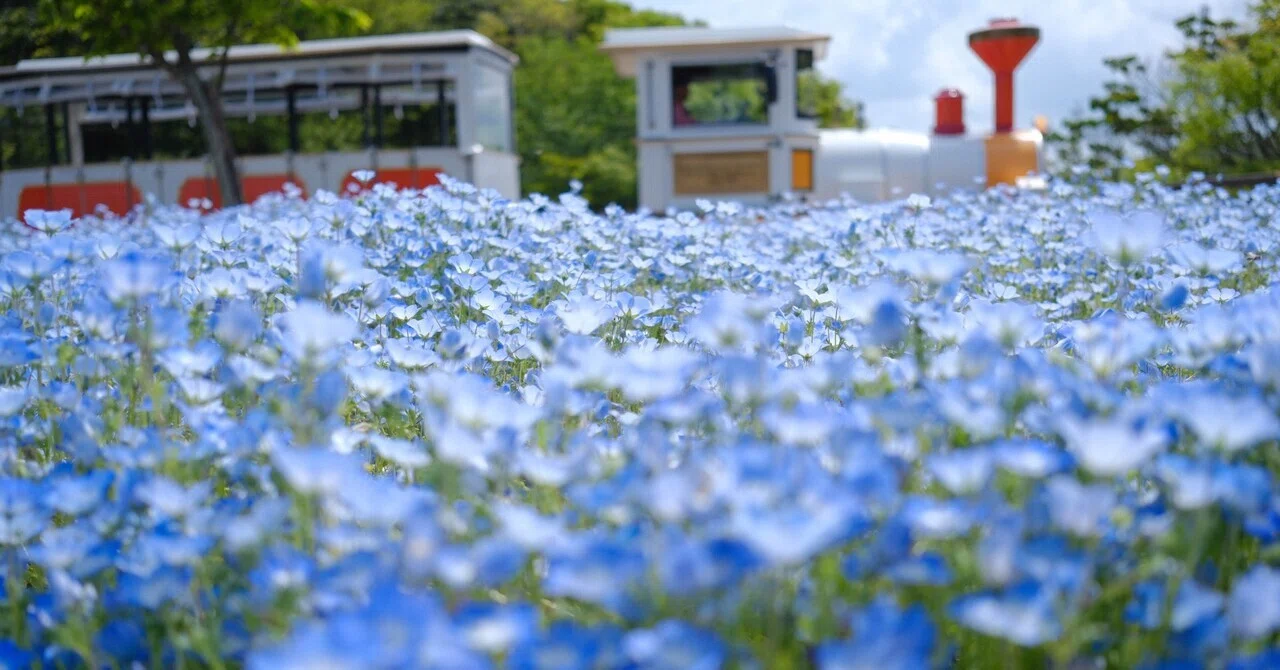 X-T50】京急線でぶらり一人旅②ネモフィラ編｜meni