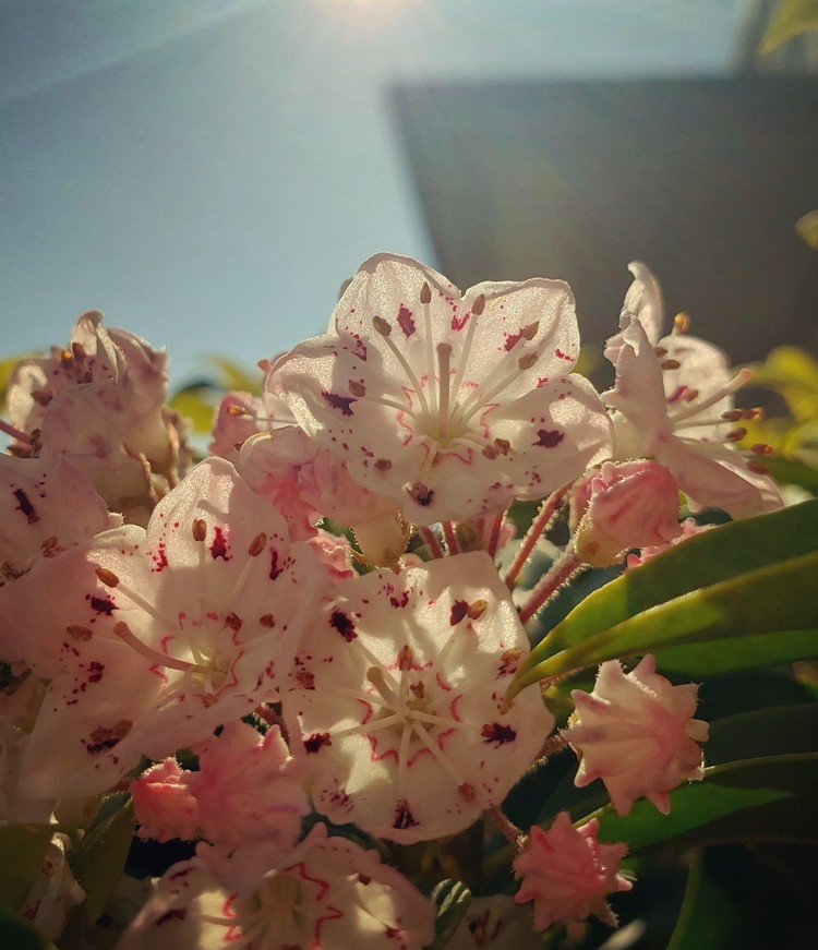 おはよーございます。

元気な太陽が、金平糖の花に栄養を惜しげなく降り注ぐ朝。
ワタシは、その神的な花びらの折り畳み方を見つめ感心する朝。

アーティスティックな一日を。


#sky #summer #flower #love #moritaMiW #空 #初夏 #カルミア #佳い一日の始まり
