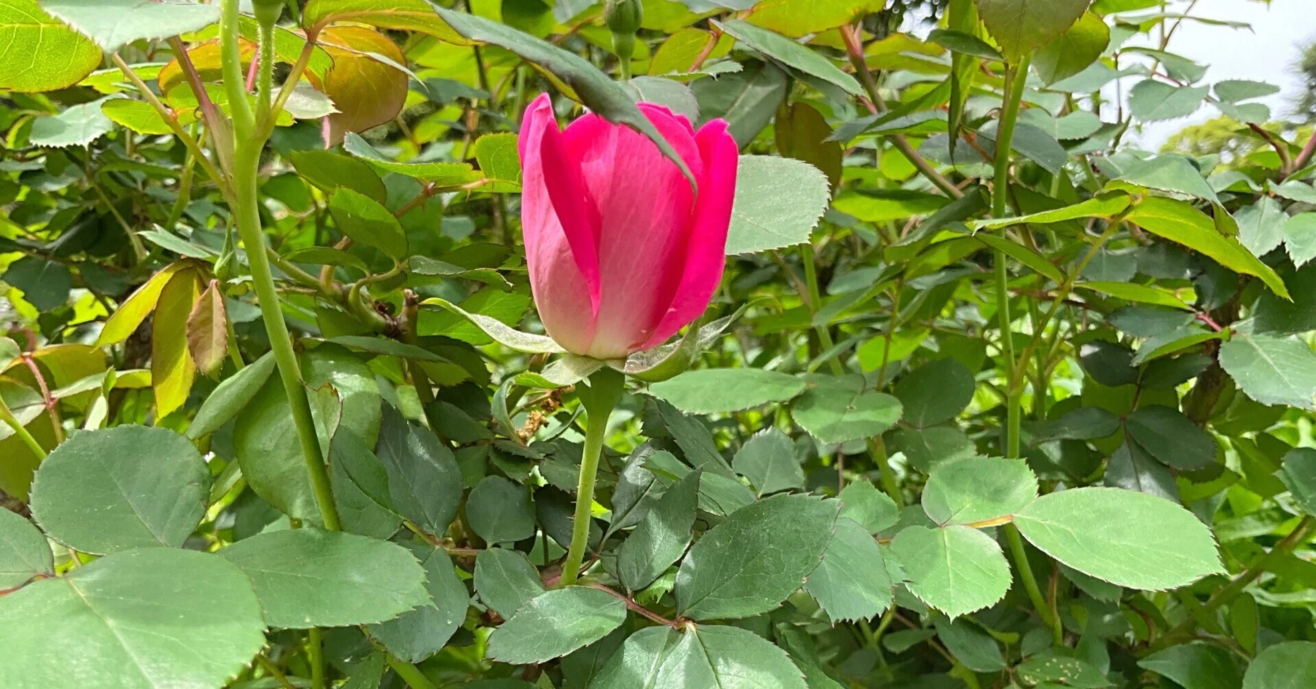 ピンク・ダブル・ノック・アウトの春一番花（京都府立植物園）：2026年