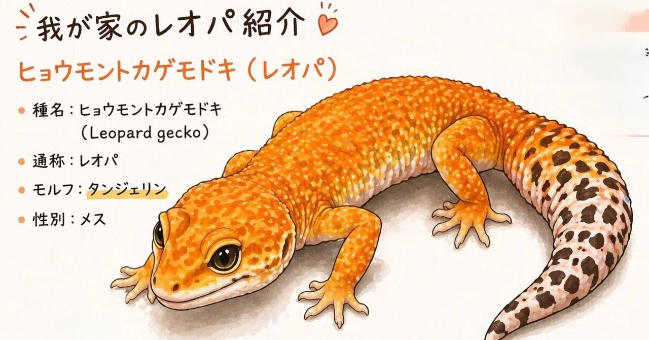 No.1 我が家の飼育生体紹介｢ヒョウモントカゲモドキ」｜マキ爬虫類飼育部屋