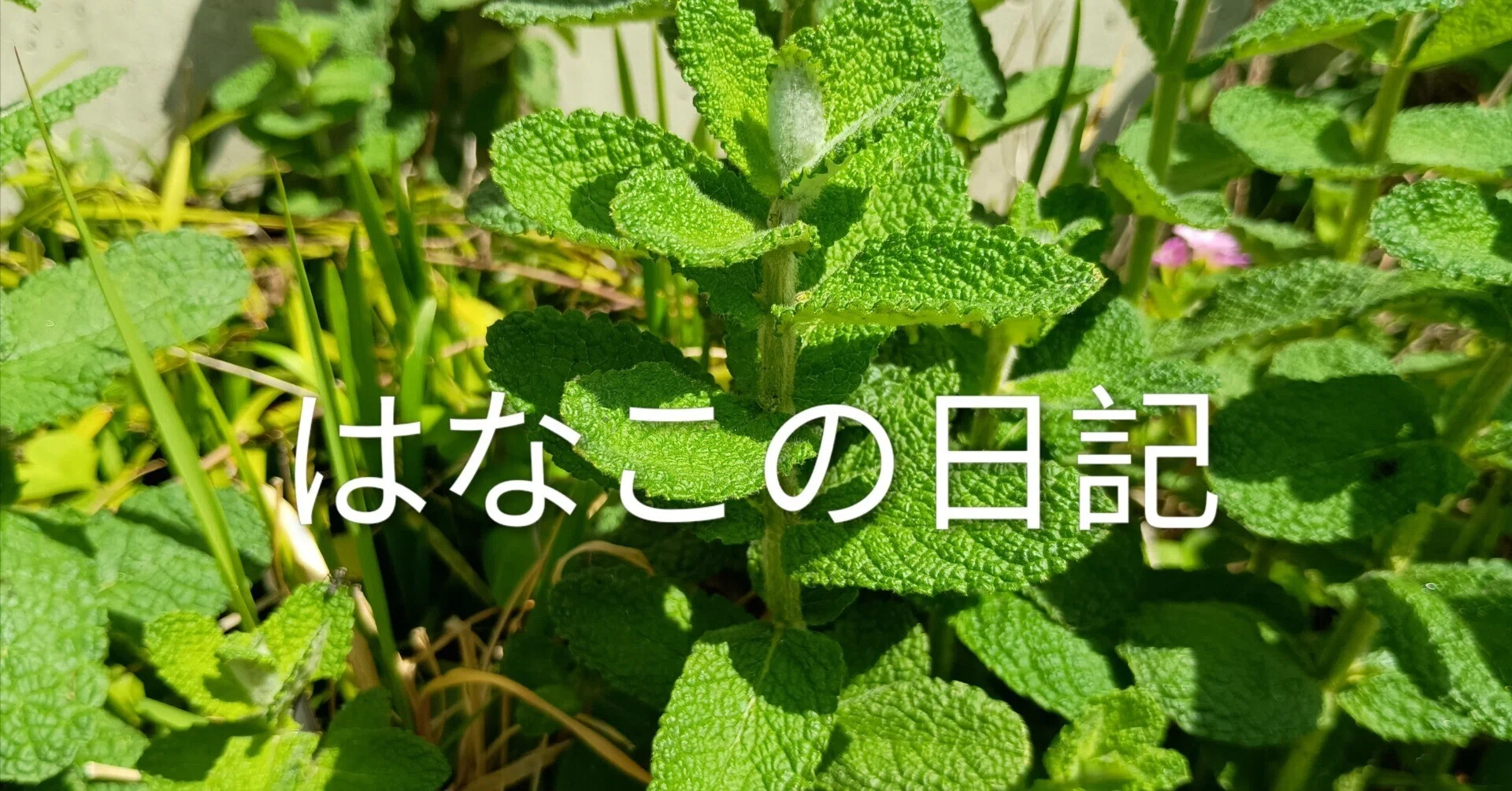 アップルミントApr22｜はなこ