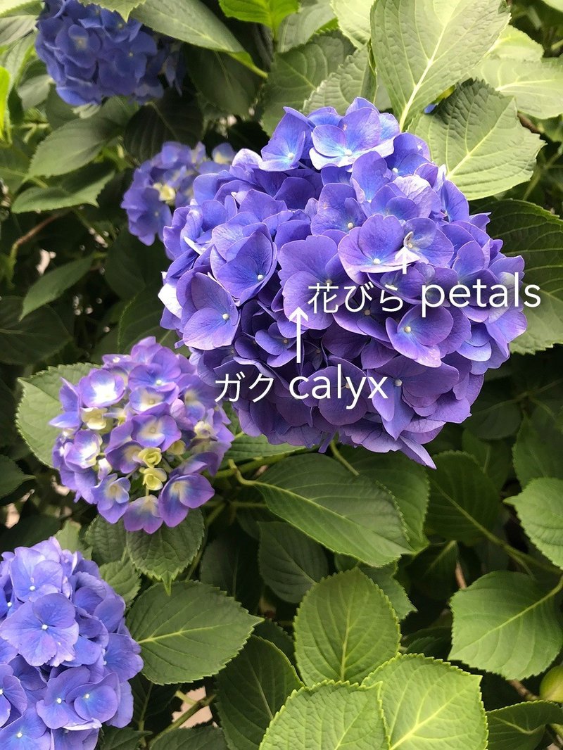 紫陽花が教えてくれる 当たり前 の反転 Yuko Note 紫陽花が教えてくれる 当たり前 の反転 Yuko Note