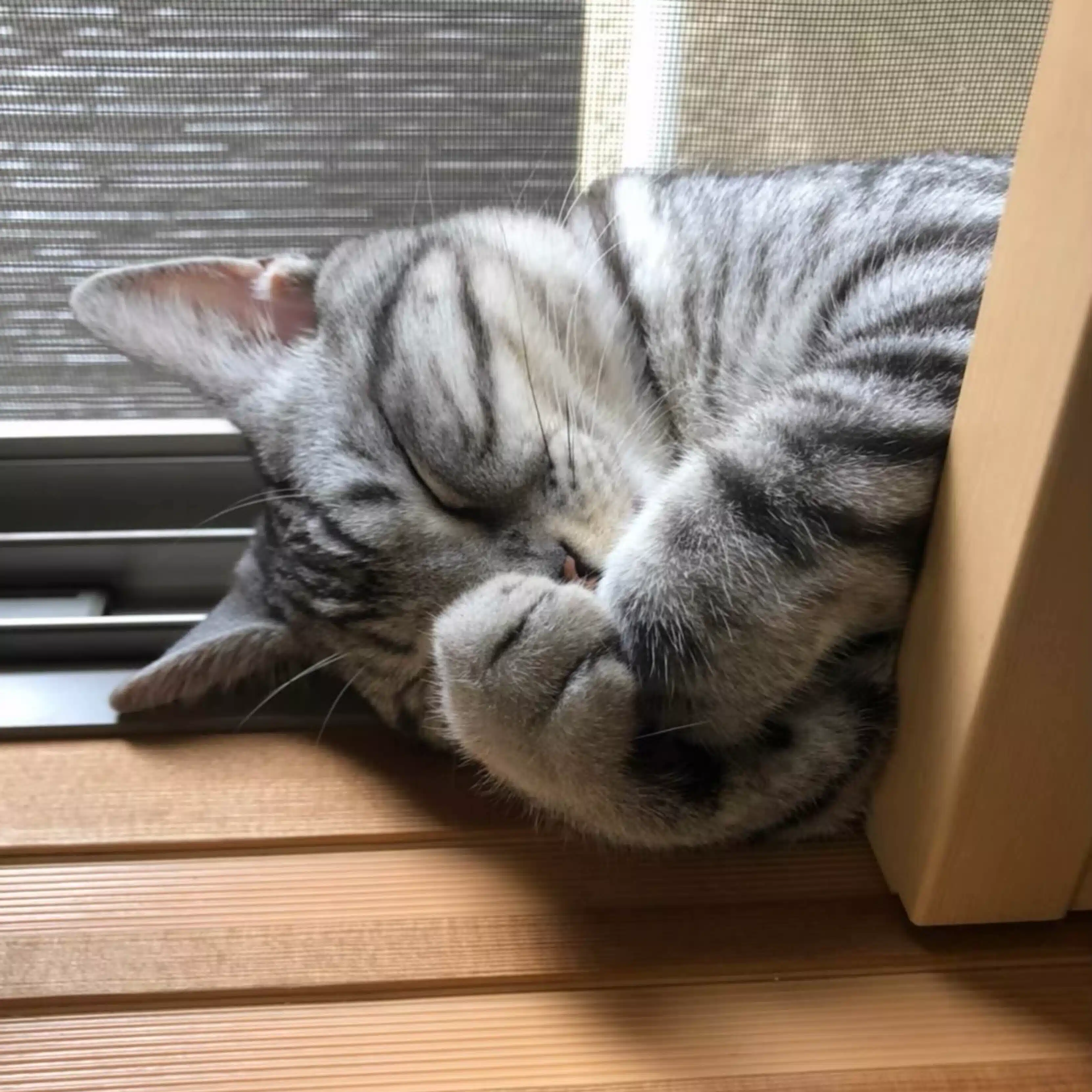 こなつ