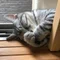 こなつ