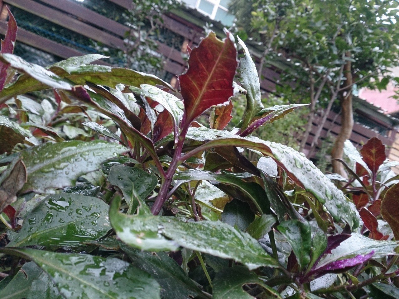 台湾の台北植物園にて植わっていた スイゼンジナ 日本でも一部で栽培されている野菜で 加賀野菜としては 金時草 きんじそう 沖縄では ハンダマ と呼ばれます 葉の裏側だけが赤紫色をしていて 目にも楽 草野シバ Note