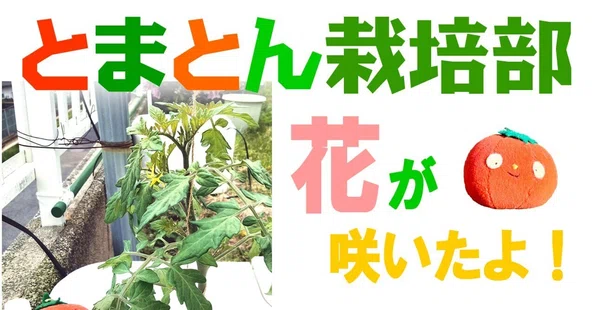 とまとん栽培部2026とまとん母さんと目指す鈴なりミニトマト - 2026-04