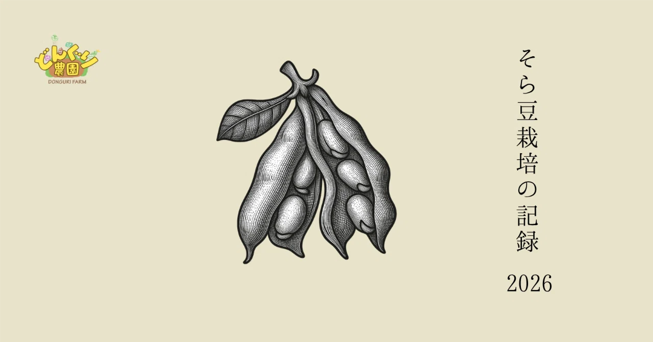 そら豆栽培の記録｜真崎ひでひこ