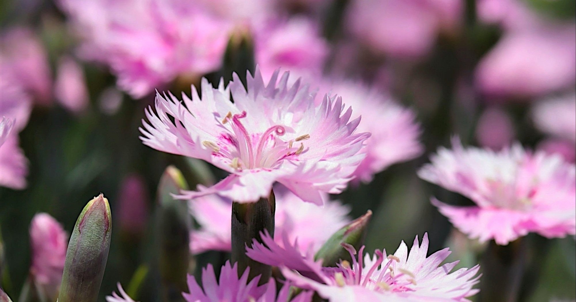 ヤマトナデシコ七変化 誕生花 御子柴 流歌 Note ヤマトナデシコ七変化 誕生花 御子柴 流歌 Note