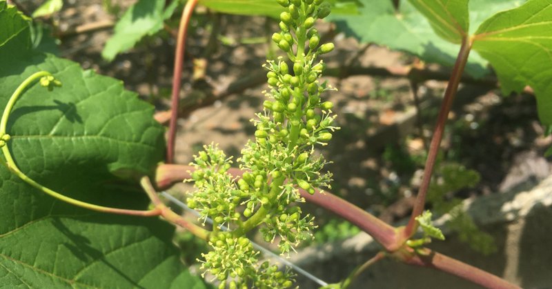 ブドウの花が咲く季節