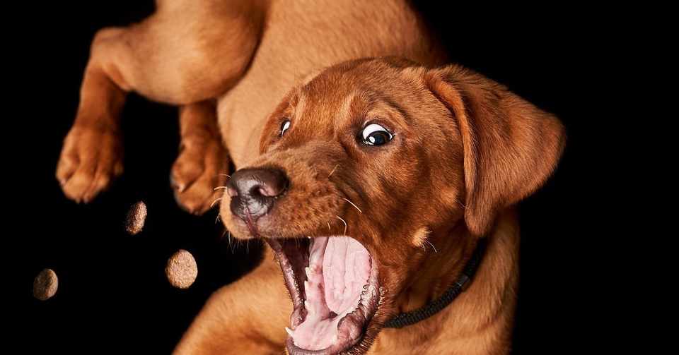 暴れる犬のトリミング ユキ 犬と暮らすトリマー Note