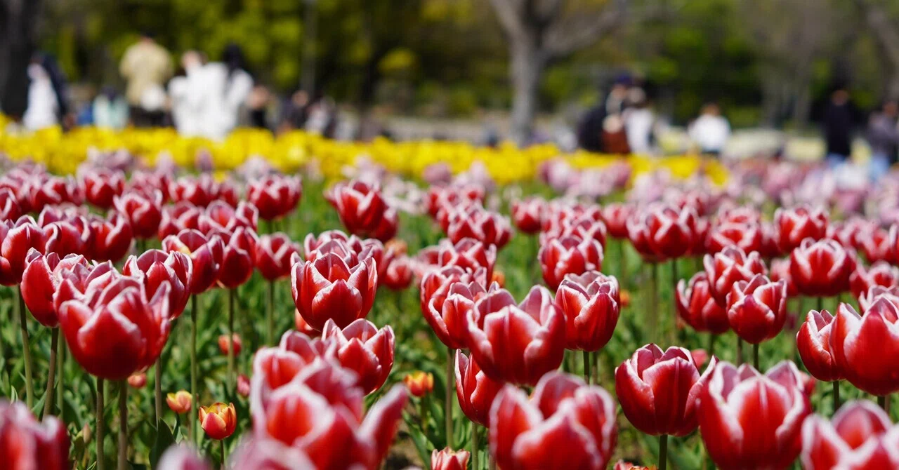 春の花々2026【背割りの桜&万博記念公園のチューリップ&ポピー】｜mayumama