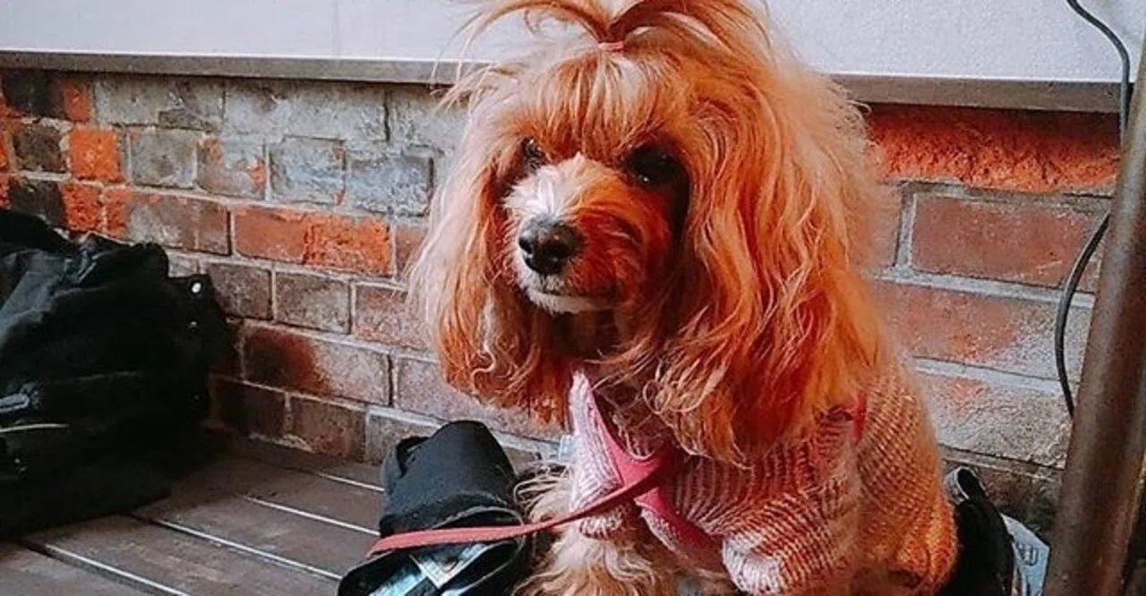 大阪市 飲食店 Diyで犬店内可能にする為の方法 ふらん Note