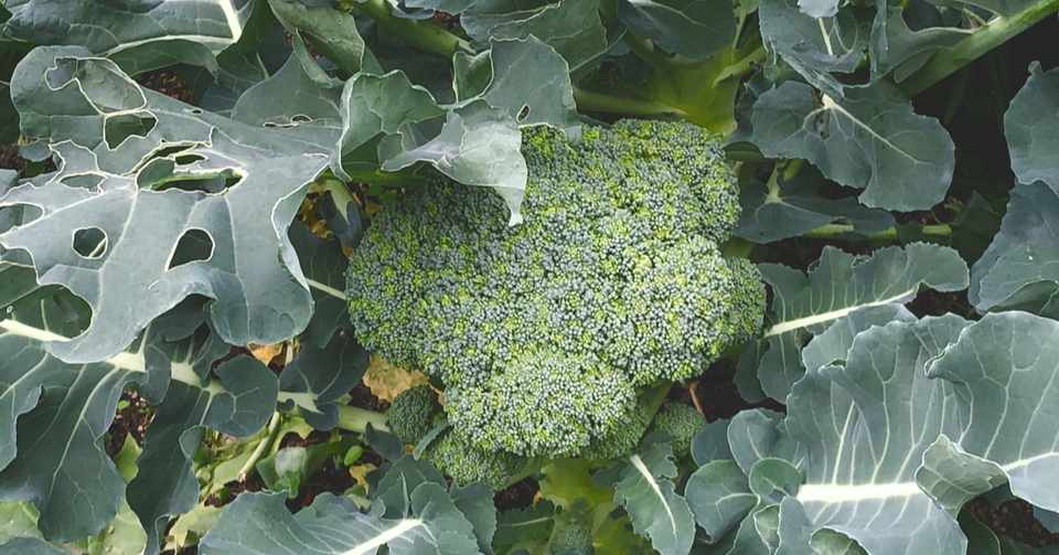 現役トレーナーが減量の時に食べている食品紹介 ブロッコリー あげちゃん Note