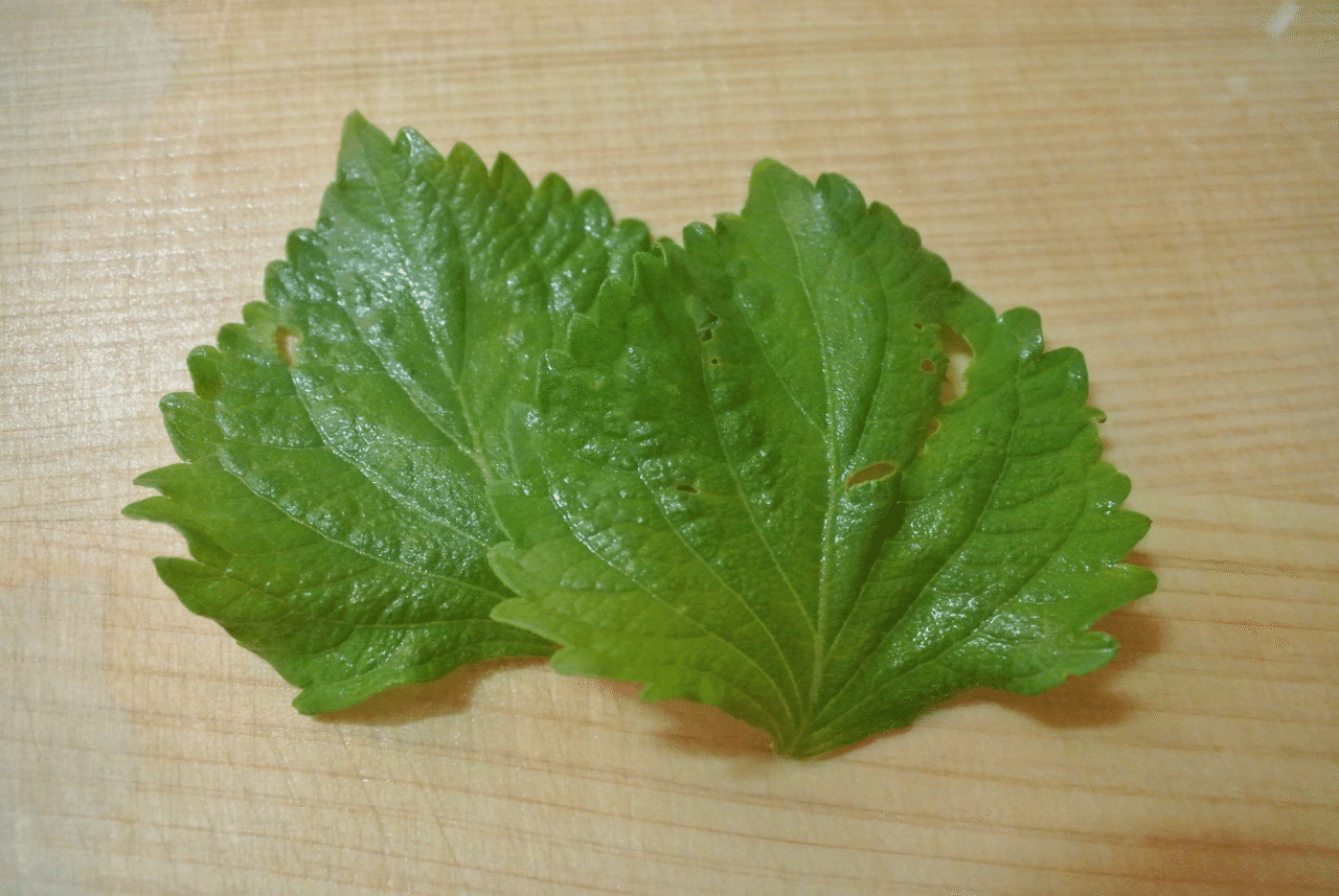 大葉初収穫 Hahako Naure 自然派暮らしと子育てブログ Note