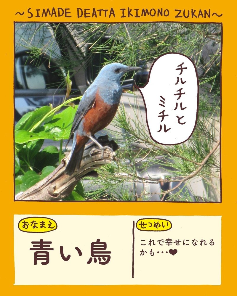 島で出会った生き物図鑑 その２ みおんの日常 Note