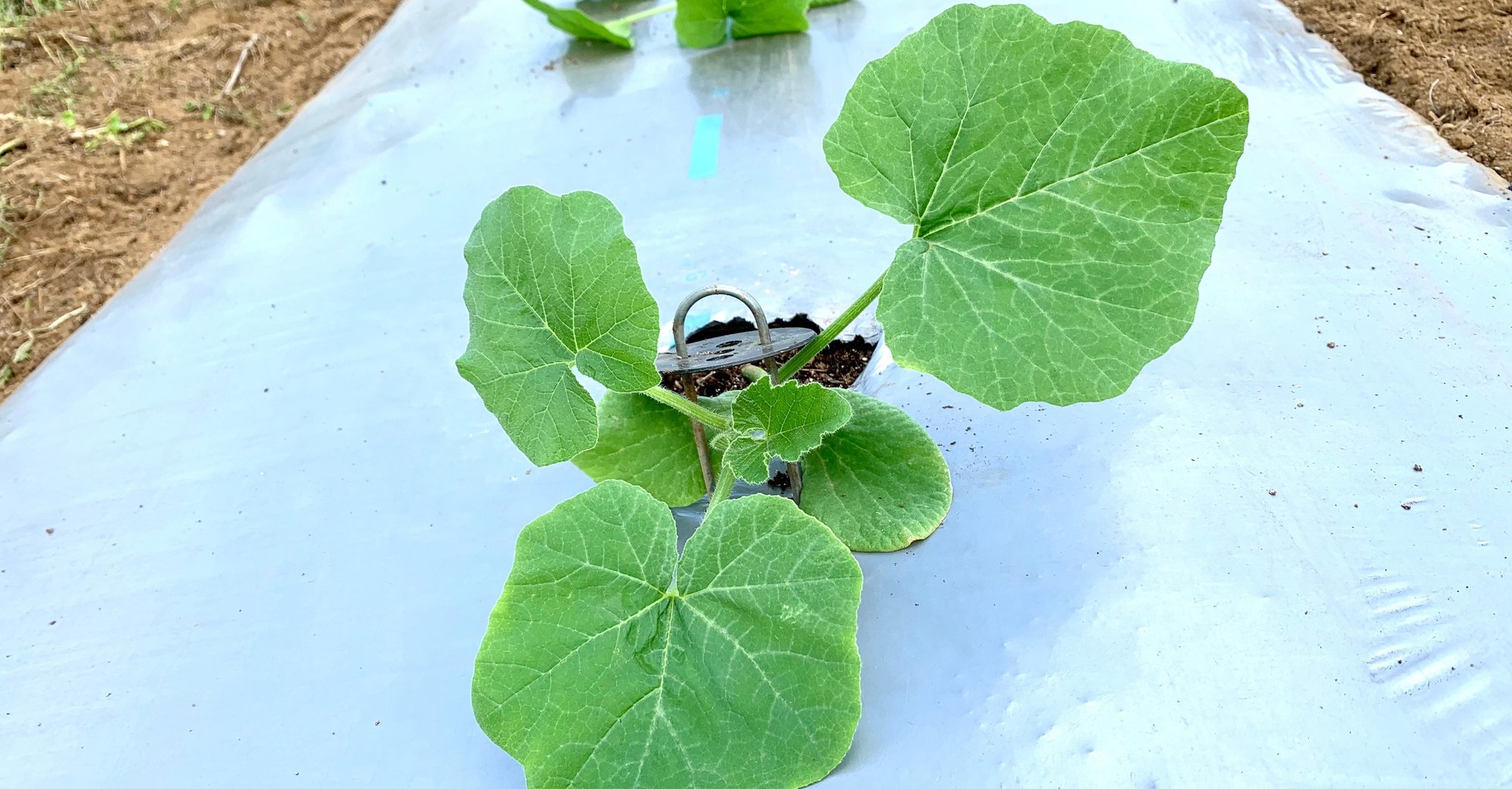 似ているウリ科の葉っぱ つぎはカボチャ Comaki こまき Note 似ているウリ科の葉っぱ つぎはカボチャ Comaki こまき Note