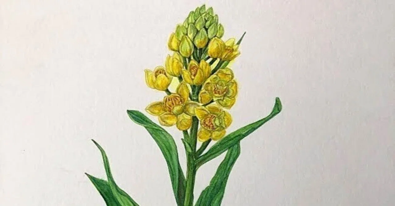 植物画・ボタニカルアート】キンランは明るい光をまとっている｜かりあ