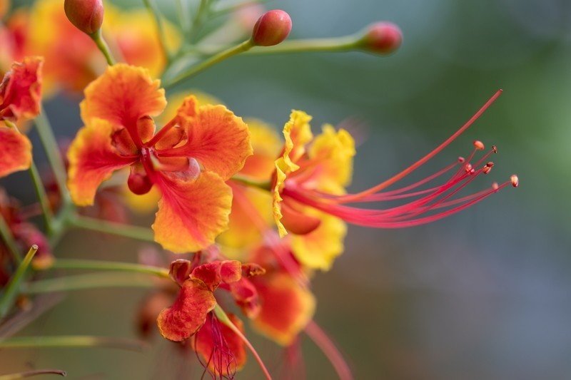 タイは孔雀の尻尾ばかり Peacock Flower タイでどこにでも咲く花 23 Masayuki Saito Note